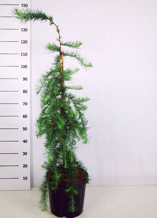 Larix kaempf. 'Stiff Weeper'