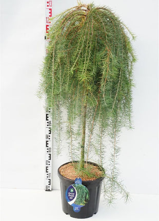 Larix kaempf. "Stiff Weeper"