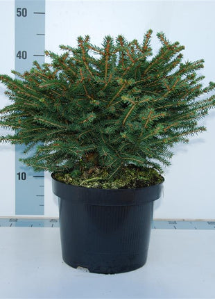 Picea abies 'Nidiformis'