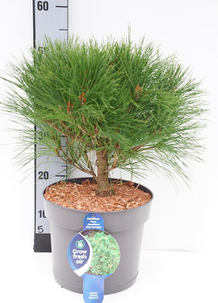 Pinus dens. 'Alice Verkade'