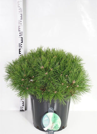 Pinus dens. 'Low Glow'