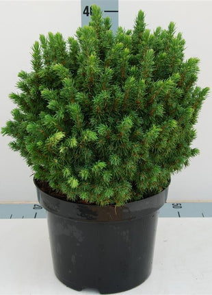 Picea gl. 'Alberta Globe'