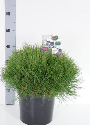 Pinus 'Marie Bregeon'