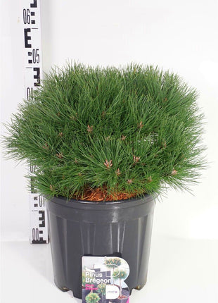 Pinus 'Marie Bregeon'