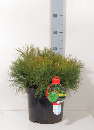 Pinus mugo mugo (mughus)
