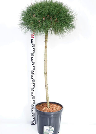 Pinus nigra 'Pierrick Brégeon'