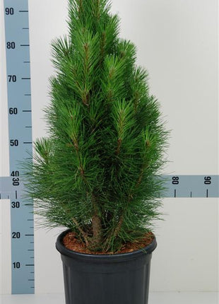 Pinus nigra 'Pyramidalis'
