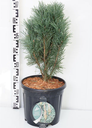 Pinus sylv. 'Fastigiata'