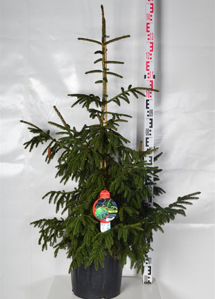 Picea orientalis 'Aureospicata'