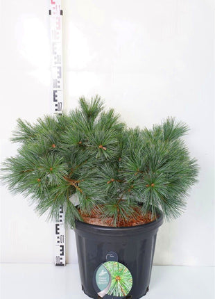 Pinus strobus 'Secrest'