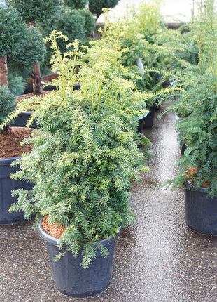 Taxus b. 'Dovastoniana'