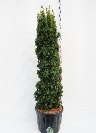Taxus b. 'Fastigiata Aurea'