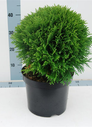 Thuja occ. 'Danica'