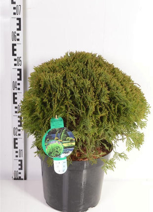 Thuja occ. 'Danica'