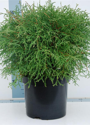 Thuja occ. 'Mr Bowling Ball'