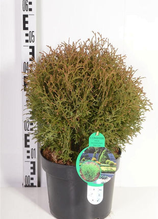 Thuja occ. 'Tiny Tim'