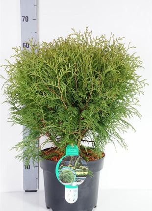 Thuja occ. 'Woodwardii'
