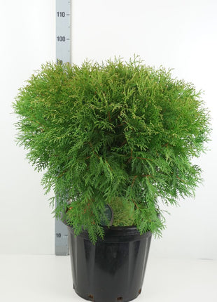 Thuja occ. 'Woodwardii'