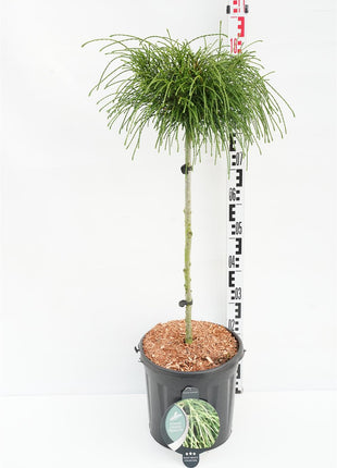 Thuja pl. 'Whipcord'