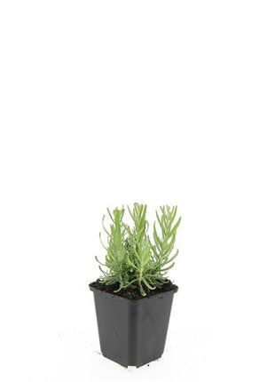 Lavandula ang. 'Hidcote'