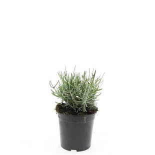 Lavandula ang. 'Hidcote'