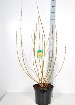 Forsythia int. 'Lynwood'