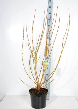 Forsythia int. 'Spectabilis'