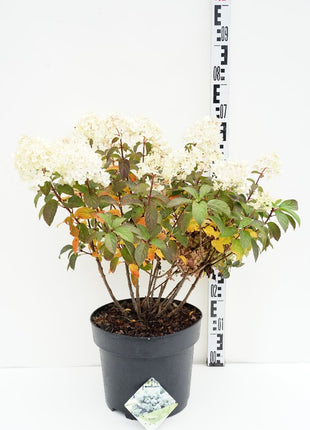 Hydrangea pan. 'Bobo'