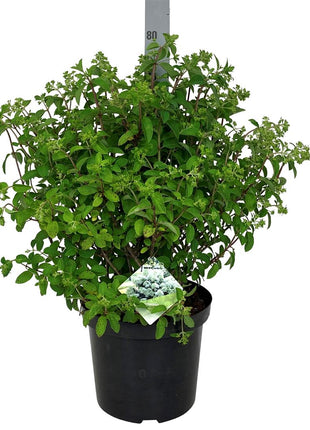 Hydrangea pan. 'Bobo'