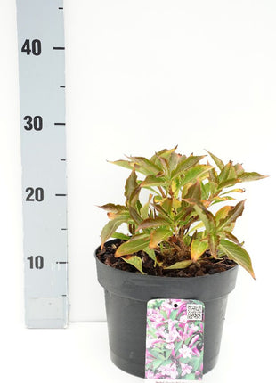 Weigela florida Pink Poppet