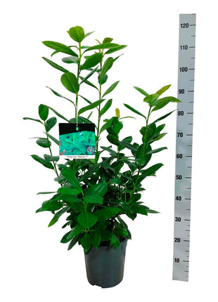 Prunus laur. 'Antonius'