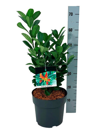 Prunus laur. 'Bonaparte'®