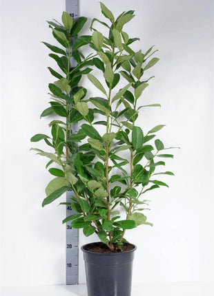 Prunus laur. 'Rotundifolia'