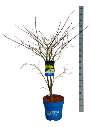 Acer 'Arctic Jade'® (Jack Frost)