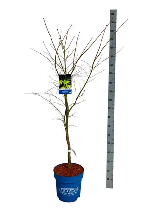 Acer 'Arctic Jade'® (Jack Frost)
