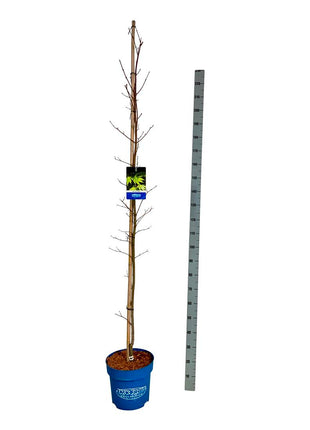 Acer 'Arctic Jade'® (Jack Frost)