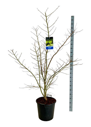 Acer 'Arctic Jade'® (Jack Frost)
