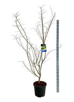 Acer 'Arctic Jade'® (Jack Frost)
