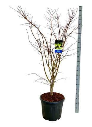 Acer 'Arctic Jade'® (Jack Frost)