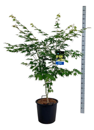 Acer 'Arctic Jade'® (Jack Frost)