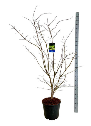 Acer 'Arctic Jade'® (Jack Frost)