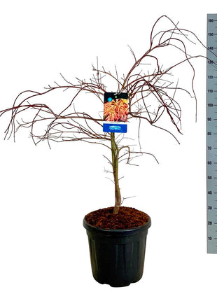 Acer 'Ice Dragon'® (Jack Frost)