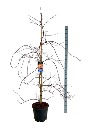 Acer 'Ice Dragon'® (Jack Frost)