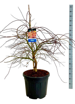 Acer 'Ice Dragon'® (Jack Frost)
