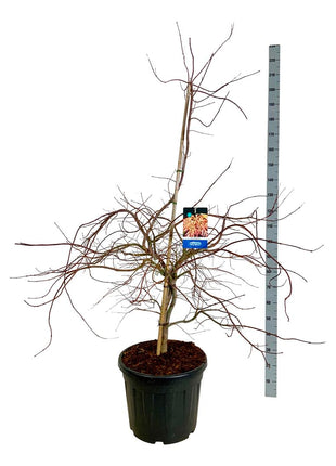 Acer 'Ice Dragon'® (Jack Frost)