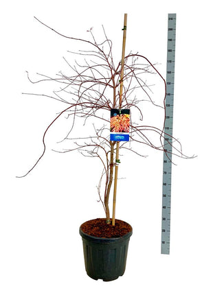 Acer 'Ice Dragon'® (Jack Frost)
