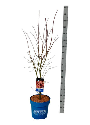 Acer 'North Wind'® (Jack Frost)