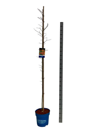Acer 'North Wind'® (Jack Frost)