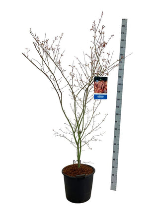 Acer 'North Wind'® (Jack Frost)