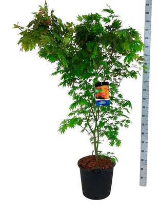 Acer 'North Wind'® (Jack Frost)